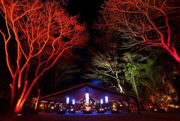 Flames of the Forest, Port Douglas, QLD © Flames of the Forest