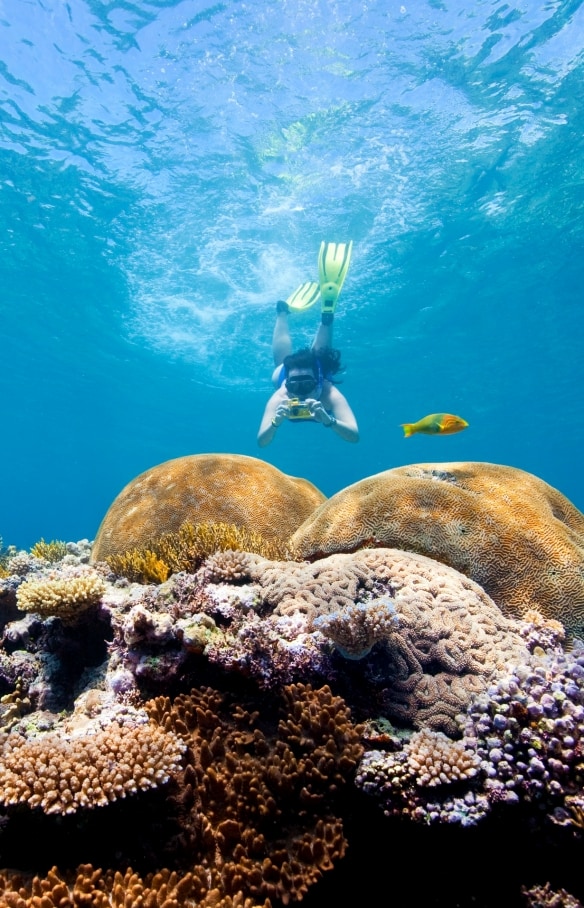 Snorkeller, Fitzroy Reef Lagoon, Great Barrier Reef, QLD © Darren Jew, Tourism and Events Queensland