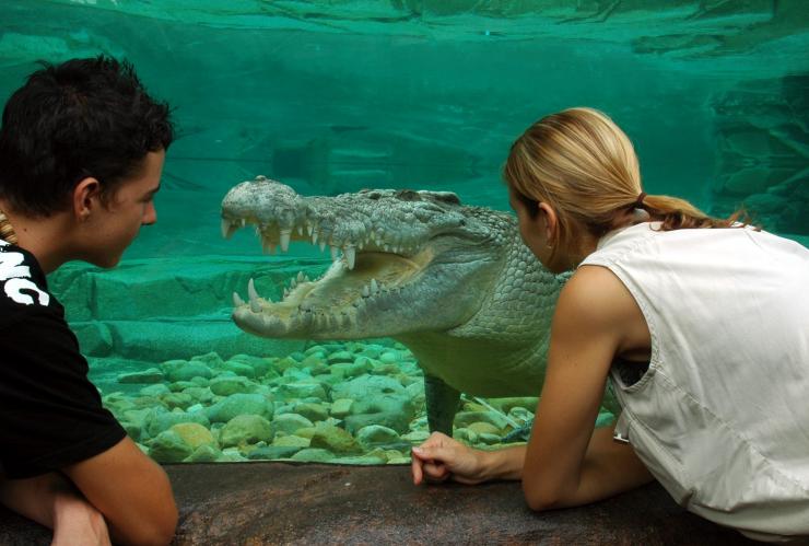 Travellers looking at a crocodile at the Cairns Zoom Wildlife Dome, Cairns, QLD © Cairns Zoom Wildlife Dome