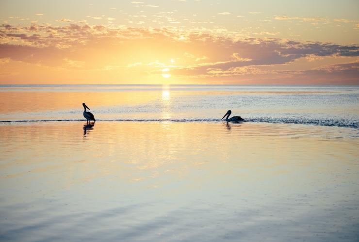 Monkey Mia, Coral Coast, WA © Greg Snell