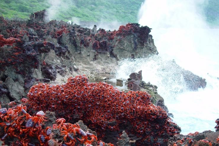 Ratusan kepiting merah di atas bebatuan di dekat samudra di Christmas Island © Christmas Island Tourism Association Ratusan kepiting merah di atas bebatuan di dekat samudra di Christmas Island © Christmas Island Tourism Association