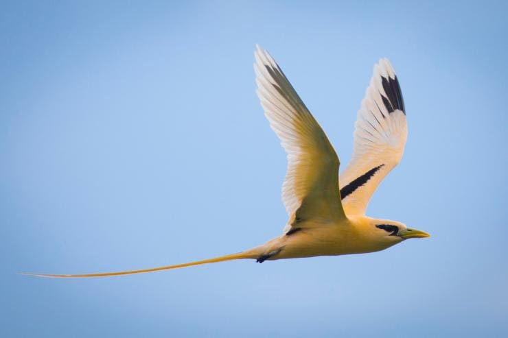 Seekor burung golden bosun terbang di bawah langit biru di Christmas Island © Christmas Island Tourism Association Seekor burung golden bosun terbang di bawah langit biru di Christmas Island © Christmas Island Tourism Association