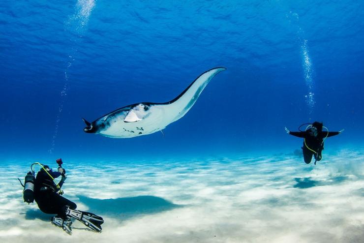 Dua penyelam skuba bertemu pari manta, Cocos Dive, Cocos (Keeling) Islands © Karen Willshaw Dua penyelam skuba bertemu pari manta, Cocos Dive, Cocos (Keeling) Islands © Karen Willshaw