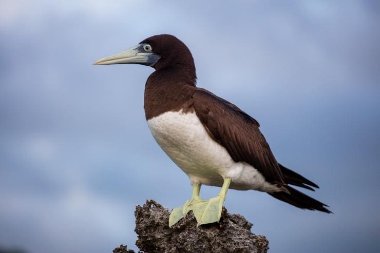 Burung booby cokelat di Christmas Island © Paul Pichugin Burung booby cokelat di Christmas Island © Paul Pichugin