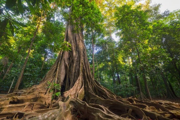 Pohon ara yang menjulang di tengah hutan di Christmas Island © Christmas Island Tourism Association Pohon ara yang menjulang di tengah hutan di Christmas Island © Christmas Island Tourism Association