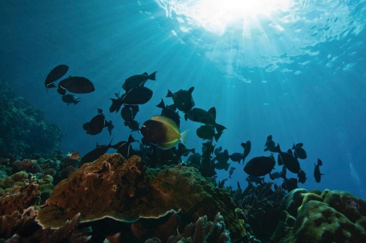 Foto bawah air koral dan sekawanan ikan di Christmas Island © Christmas Island Tourism Association Foto bawah air koral dan sekawanan ikan di Christmas Island © Christmas Island Tourism Association