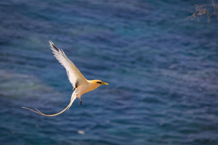 Burung golden bosun terbang di atas samudra, Christmas Island © Christmas Island Tourism Association Burung golden bosun terbang di atas samudra, Christmas Island © Christmas Island Tourism Association
