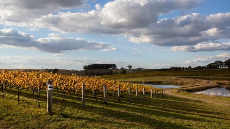 Vineyard, Orange, NSW © Taste Orange