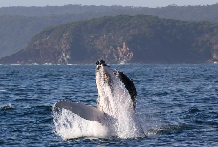 Whale watching humpback whale Eden, NSW © Faunographic