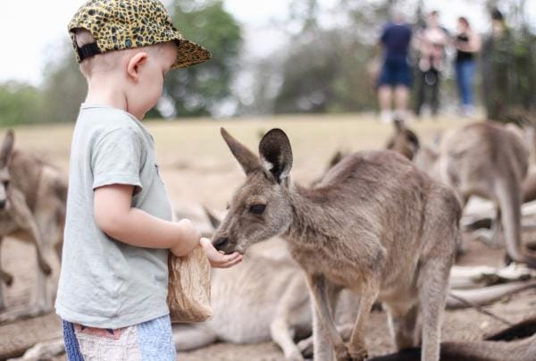 Lone Pine Koala Sanctuary, Brisbane, Queensland © Lone Pine Koala Sanctuary