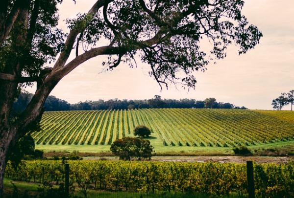 Vigneti, regione di Margaret River, Western Australia © Mark Boskell, Elements Margaret River