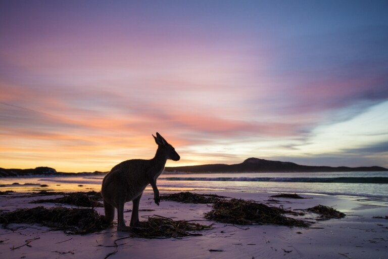 Canguro, Lucky Bay, Cape Le Grand National Park, Western Australia © Tourism Western Australia