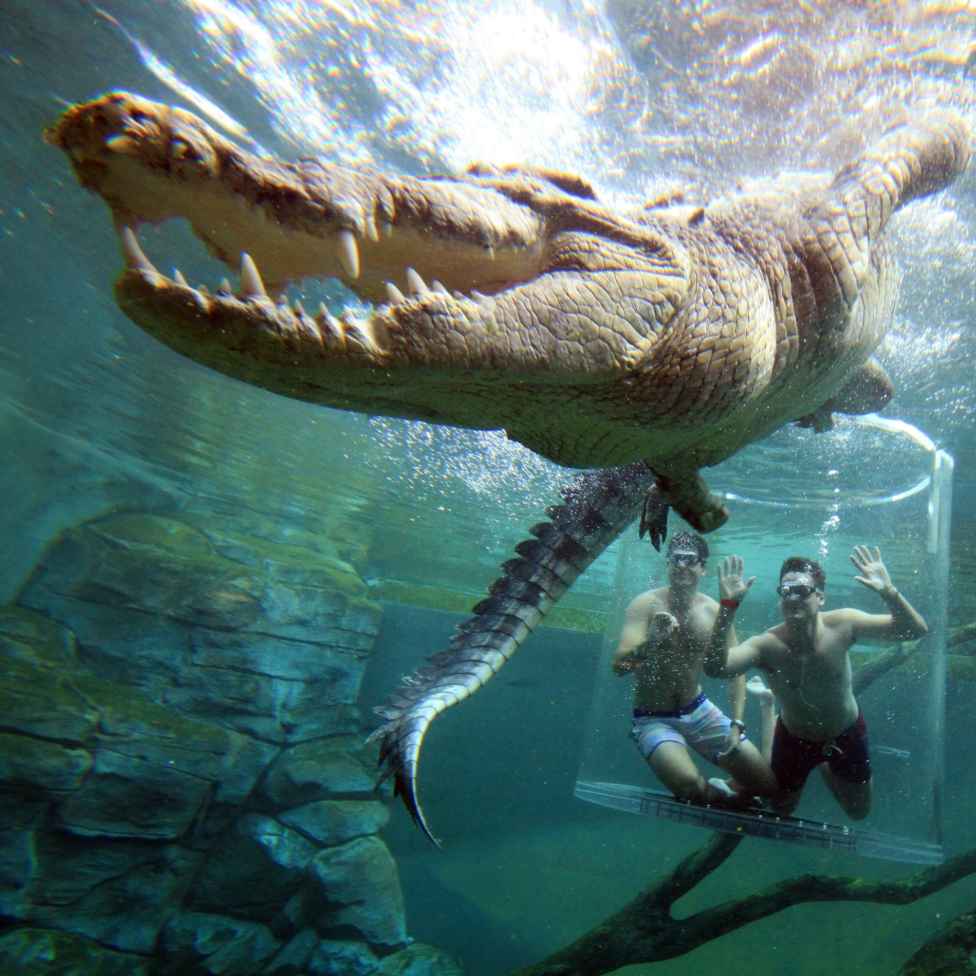 Visitatore che si immerge all'interno della Gabbia della morte con un coccodrillo marino nella Crocosaurus Cove © Tourism Northern Territory/Shaana McNaught