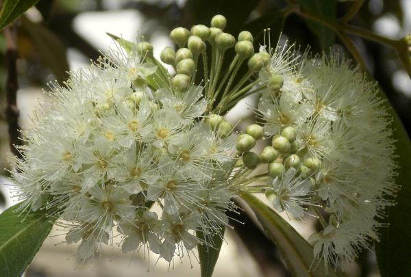 Pianta di lemon myrtle a Noosa Heads © "Si vous savez être tendre" di uphillblok concesso in licenza ai sensi del CC BY-SA 2.0