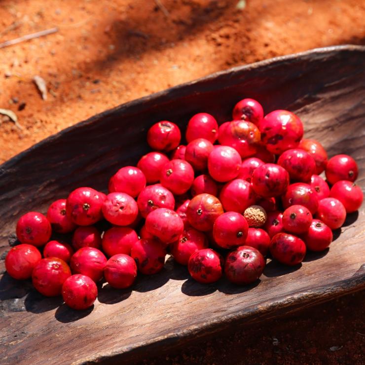 Quandong su un vassoio di legno nel Uluṟu-Kata Tjuṯa National Park © Tourism Australia