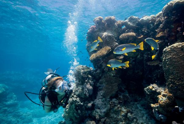 Snorkeling, Lizard Island, Isole Whitsunday, Grande Barriera Corallina, Queensland © Tourism and Events Queensland, Darren Jew