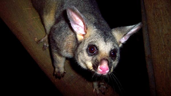 Opossum dalla coda a spazzola, Boutique Wildlife Tours, Southern Highlands, New South Wales © Boutique Wildlife Tours
