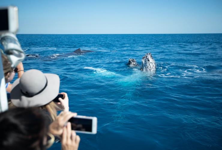 &quot;Mugging&quot; di megattere, Hervey Bay, Queensland © Pacific Whale Foundation Eco-Adventures Australia
