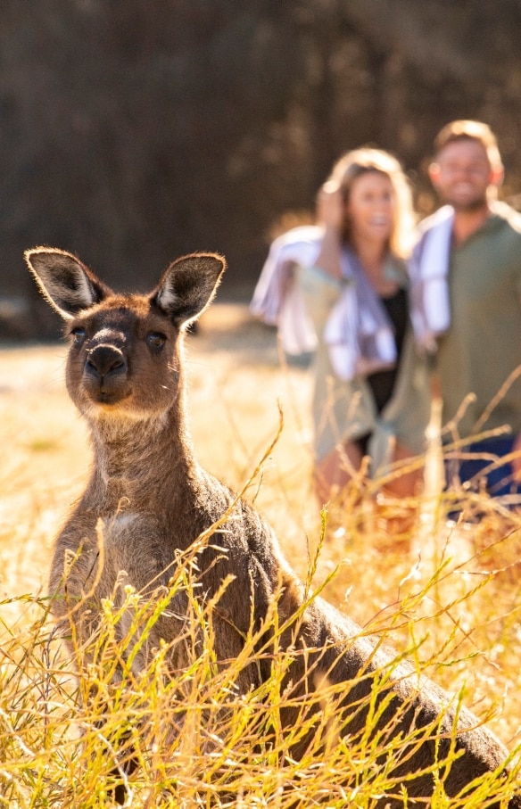 Sea Dragon Lodge and Villas, Kangaroo Island, South Australia © Tourism Australia
