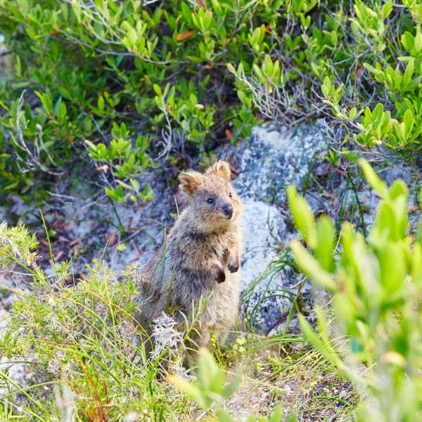 Un simpatico quokka in riva all'oceano, Rottnest Island, Western Australia © Tourism WA