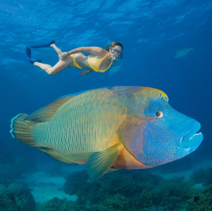 Pesce Napoleone, Grande Barriera Corallina, Queensland © Tourism Queensland