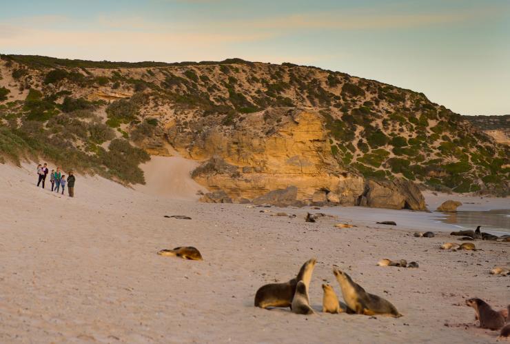 Famiglia che osserva leoni marini sulla spiaggia al Seal Bay Conservation Park a Kangaroo Island © South Australian Tourism Commission