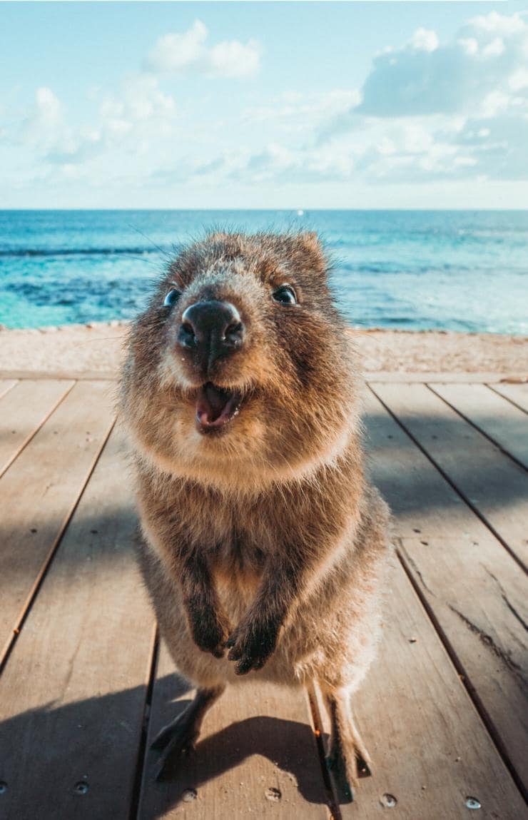 Quokka che sorride alla fotocamera a Rottnest Island, Western Australia © Tourism Western Australia