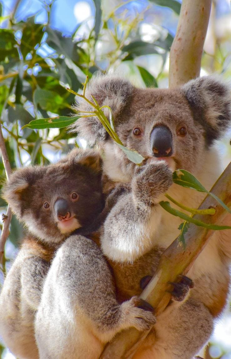 Koala con il suo cucciolo appesi a un albero a Kangaroo Island, South Australia © Exceptional Kangaroo Island