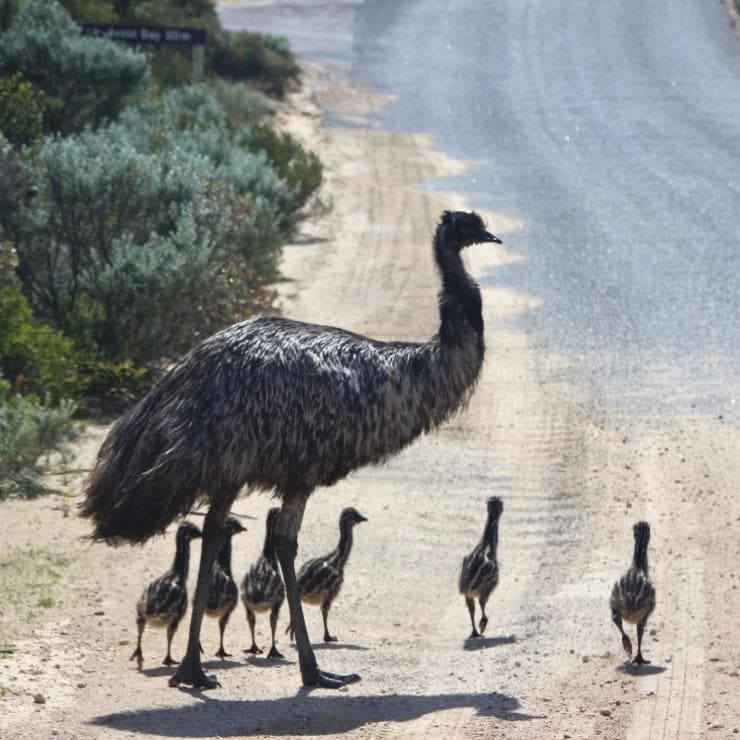 Piccoli di emù camminano vicino a un turista nel Coffin Bay National Park © Australian Coastal Safaris