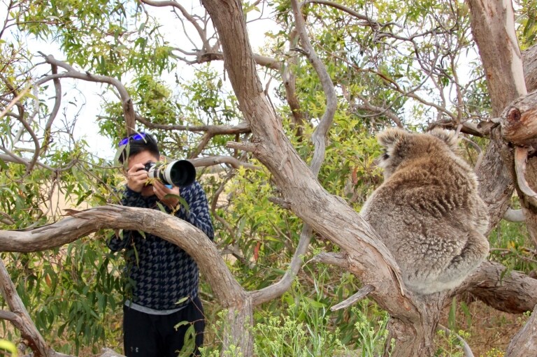 Uomo che scatta una foto di un koala durante un Australian Coastal Safari a Port Lincoln © Australian Coastal Safaris