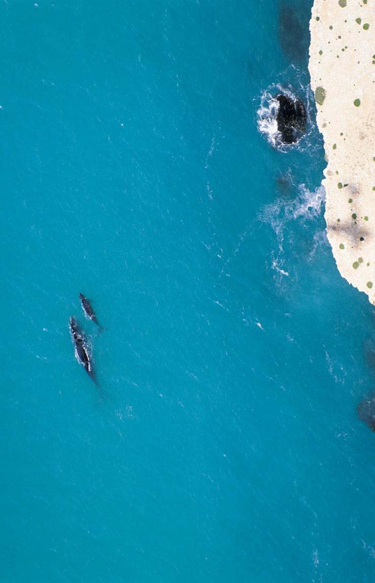 Balene franche australi, Head of Bight, South Australia © South Australian Tourism Commission