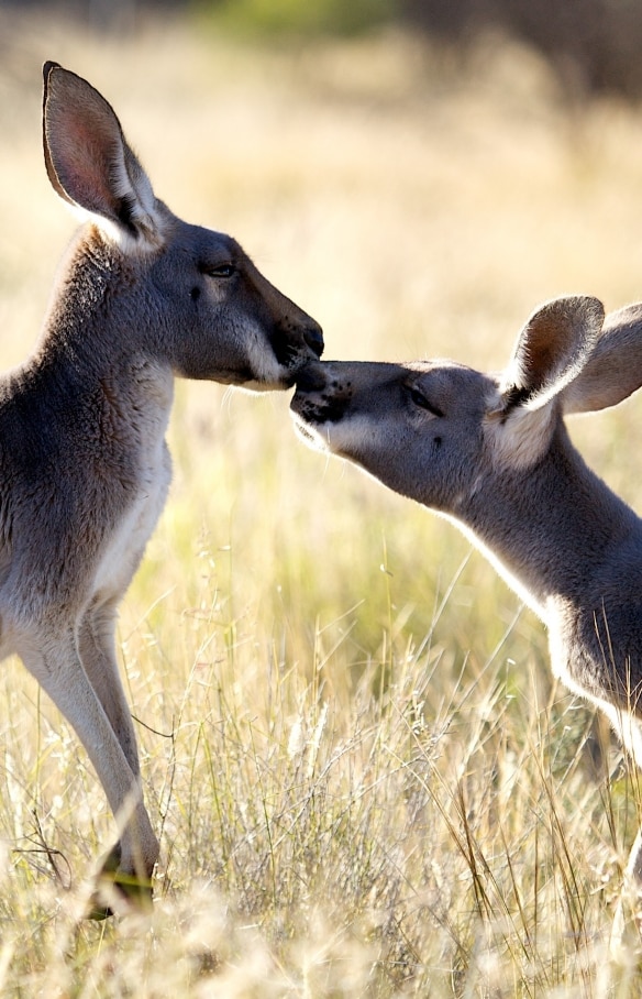 Cucciolo di canguro al Kangaroo Sanctuary di Alice Springs nel Northern Territory © Turismo NT/Matt Cherubino 2019