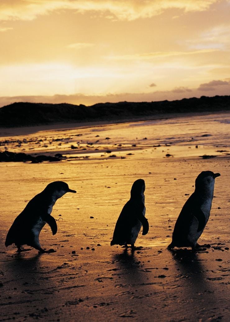 Pinguini, Phillip Island, Victoria © Phillip Island Nature Park