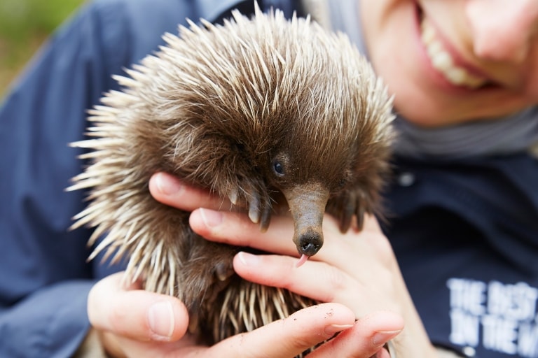 Echidna nel Kangaroo Island Wildlife Park, Kangaroo Island, South Australia © Maxime Coquard