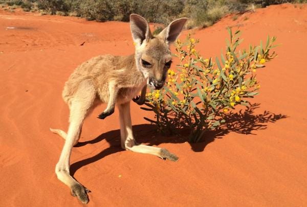 Joey, Kangaroo Sanctuary, Alice Springs, NT © kangaroosanctuary.com