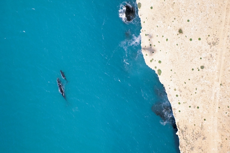 Balena australe al lagro di Head of Bight, South Australia © South Australian Tourism Commission/Adam Bruzzone