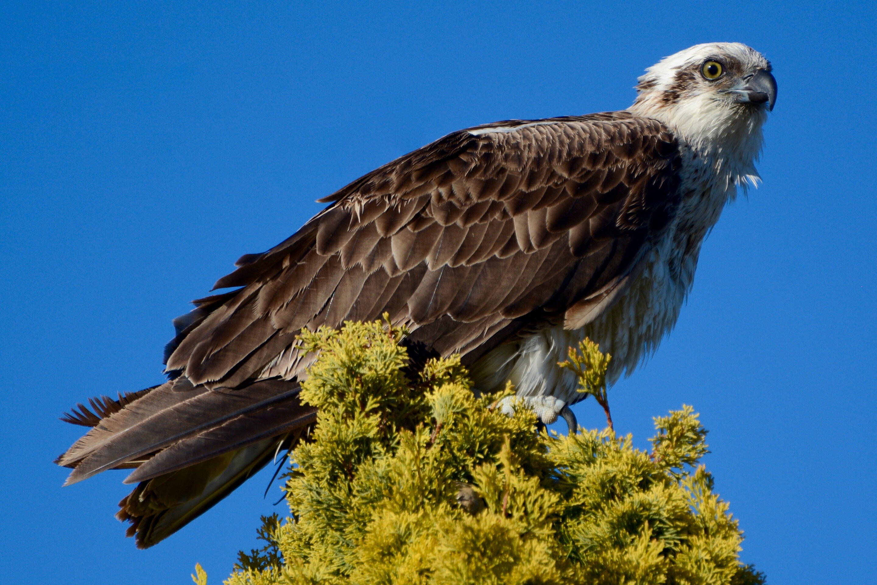 Aquila pescatrice © John Daw