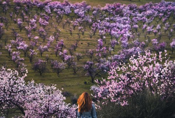 In primavera, la McLaren Vale brilla di mille colori © SATC / Callum Jackson