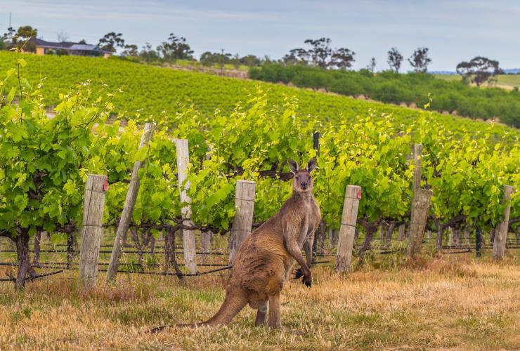 McLaren Vale nella Fleurieu Peninsula, qua è possibile scorgere la fauna australiana nelle vigne © SATC / Karen Smith
