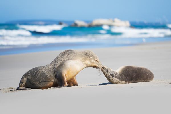 Seal Bay Conservation Park, Kangaroo Island, SA © Ben Goode