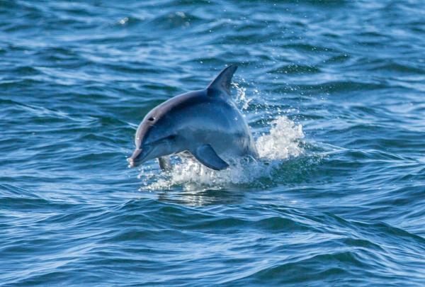Dolphin, Kangaroo Island, SA © Tourism Australia