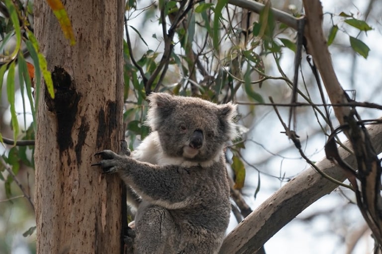 Koala Reserve, Phillip Island, VIC © Tourism Australia