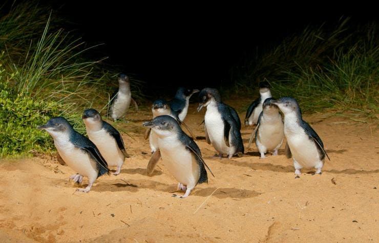Pinguini, Phillip Island Nature Park, Phillip Island, VIC © Phillip Island Nature Park