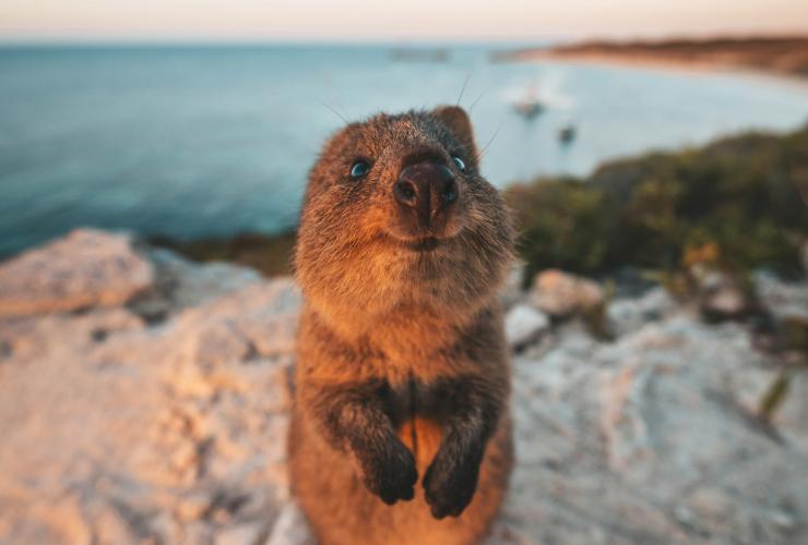 Quokka, Rottnest Island, Western Australia © James Vodicka