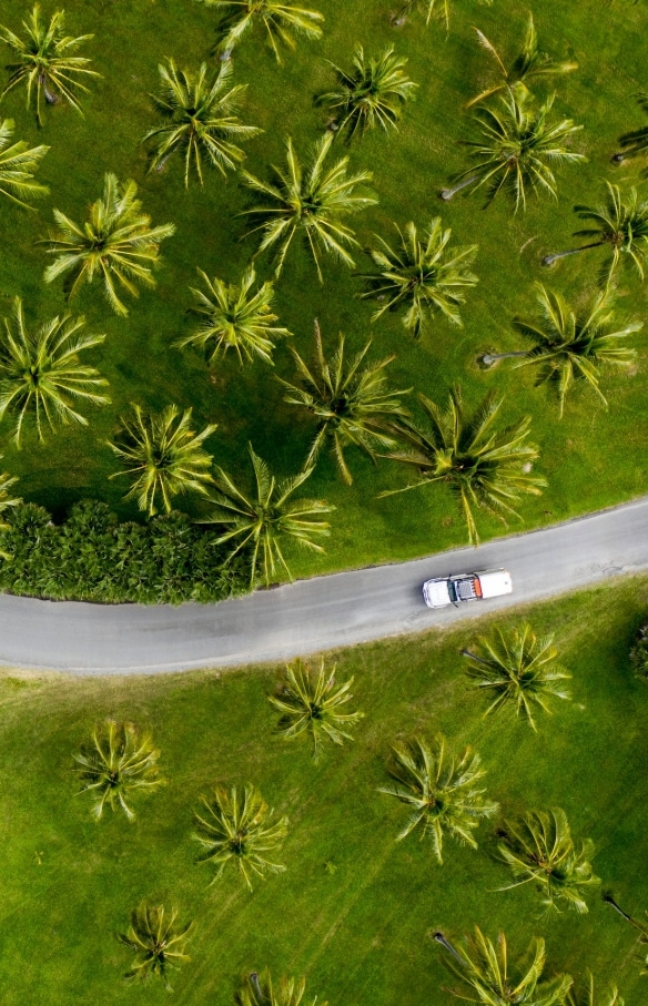 Aerial of car driving through palm trees in Tropical North Queensland © Tourism and Events Queensland / Sean Scott.