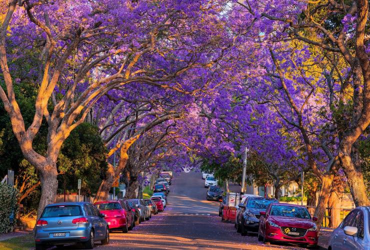 Strada circondata da alberi di jacaranda viola © Destination NSW
