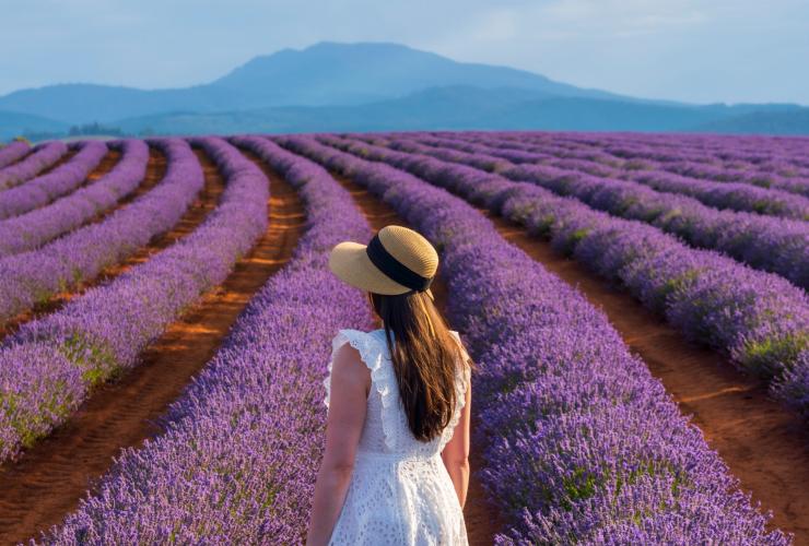 Giovane donna che ammira i filari di lavanda al Bridestowe Lavender Estate © Luke Tscharke