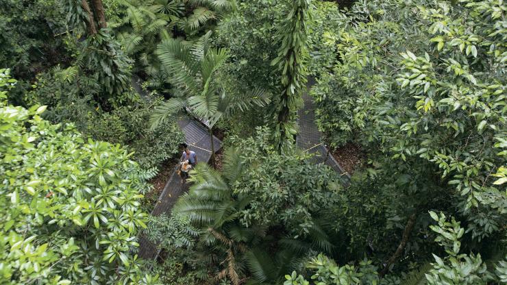 Daintree Discovery Centre, Cow Bay, Queensland © Tourism and Events Queensland