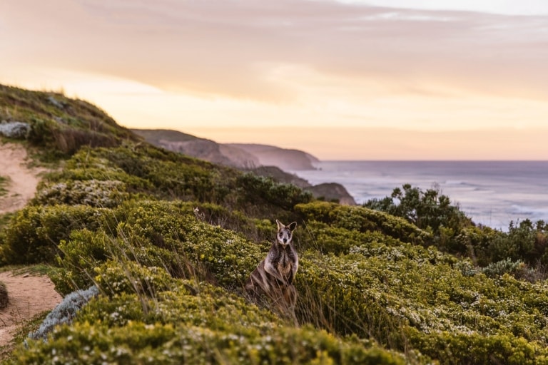 12 Apostoli, Great Ocean Road, Victoria © Visit Victoria