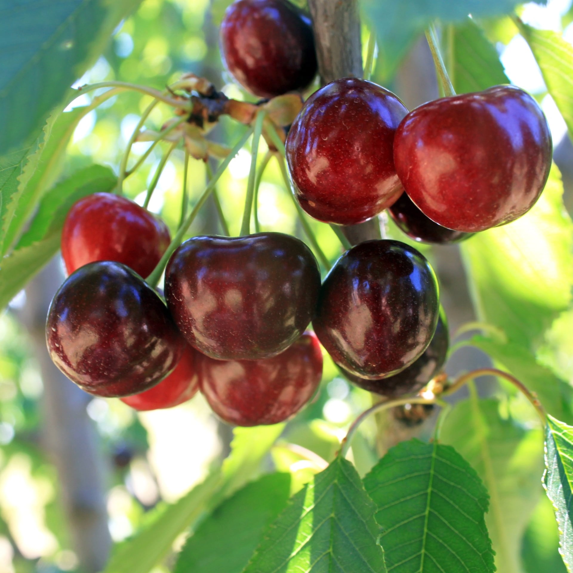 Cherry Orchard, Manjimup, Western Australia © Tourism Australia